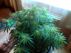 Tangerine Dream Fem