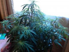 Tangerine Dream fem