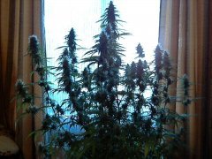 tangerine dream