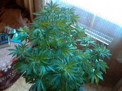 Laughing Buddha Fem