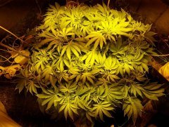 big bud fem