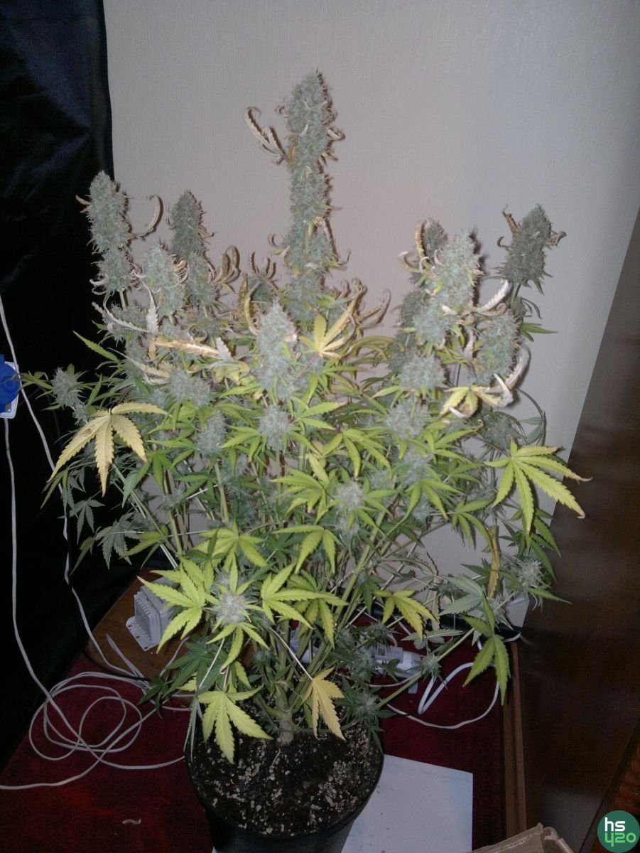 Разное