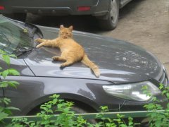 наглый кот)