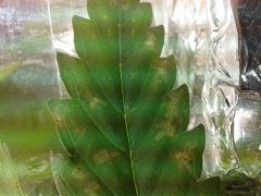 2015 05 15 06.46.52