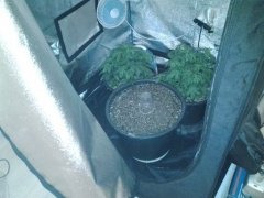 +20л DELAHAZE FEM !(первый ОПыТ регуляра!)