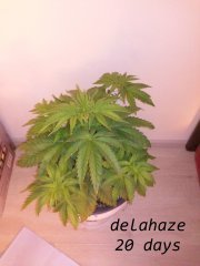 delahaze 20days