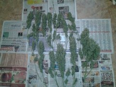 Харвест!!!!