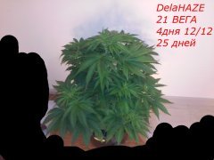 DelaHAZE
