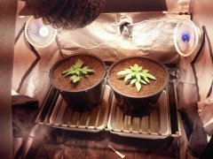 AUTO Black Jack, Sweet Seeds