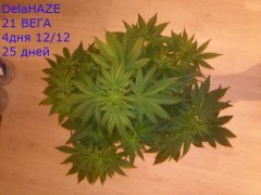 DelaHAZE2