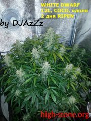 White Dwarf (AUTO)