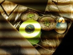 ботсад DJAzZz! =)