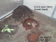 Постарше Авганчик)