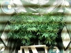 акашки 29 дней