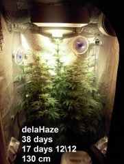 delahaze