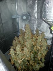 happy harvest!!!! WHITE DWARF