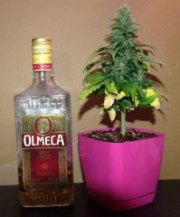 9 недель