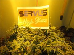 MJ Servus