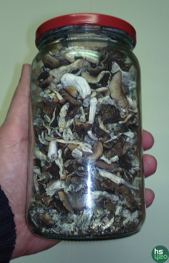 Magic Mushrooms