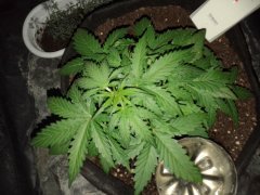 Green Crack(FastBuds) 20 дней
