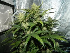 Green Crack 50 дней