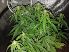 Green Crack 30 дней