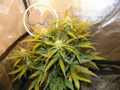 Green Crack 40дней