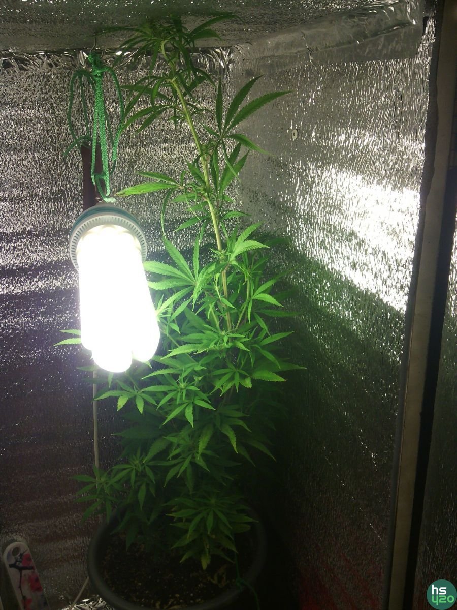 G13 Skunk Feminised