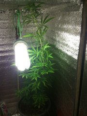 G13 Skunk Feminised