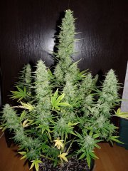 53 фас