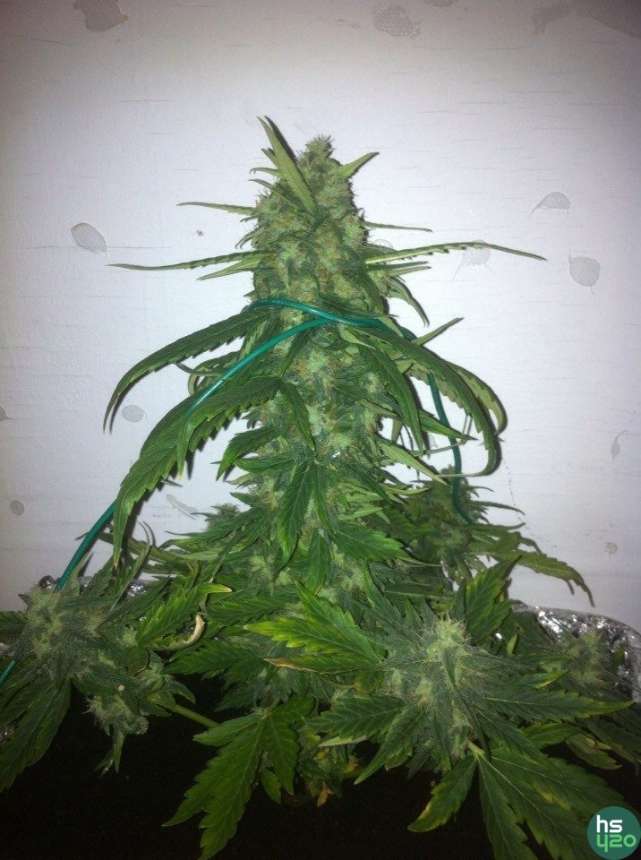 GROW