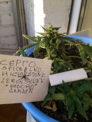 lemon skunk от negoro