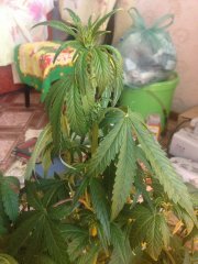 онаже бедняшка