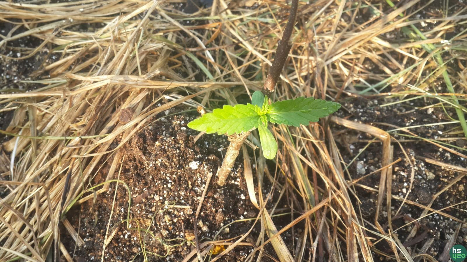 Аут 1 (Lemon skunk auto,White russian,G14)