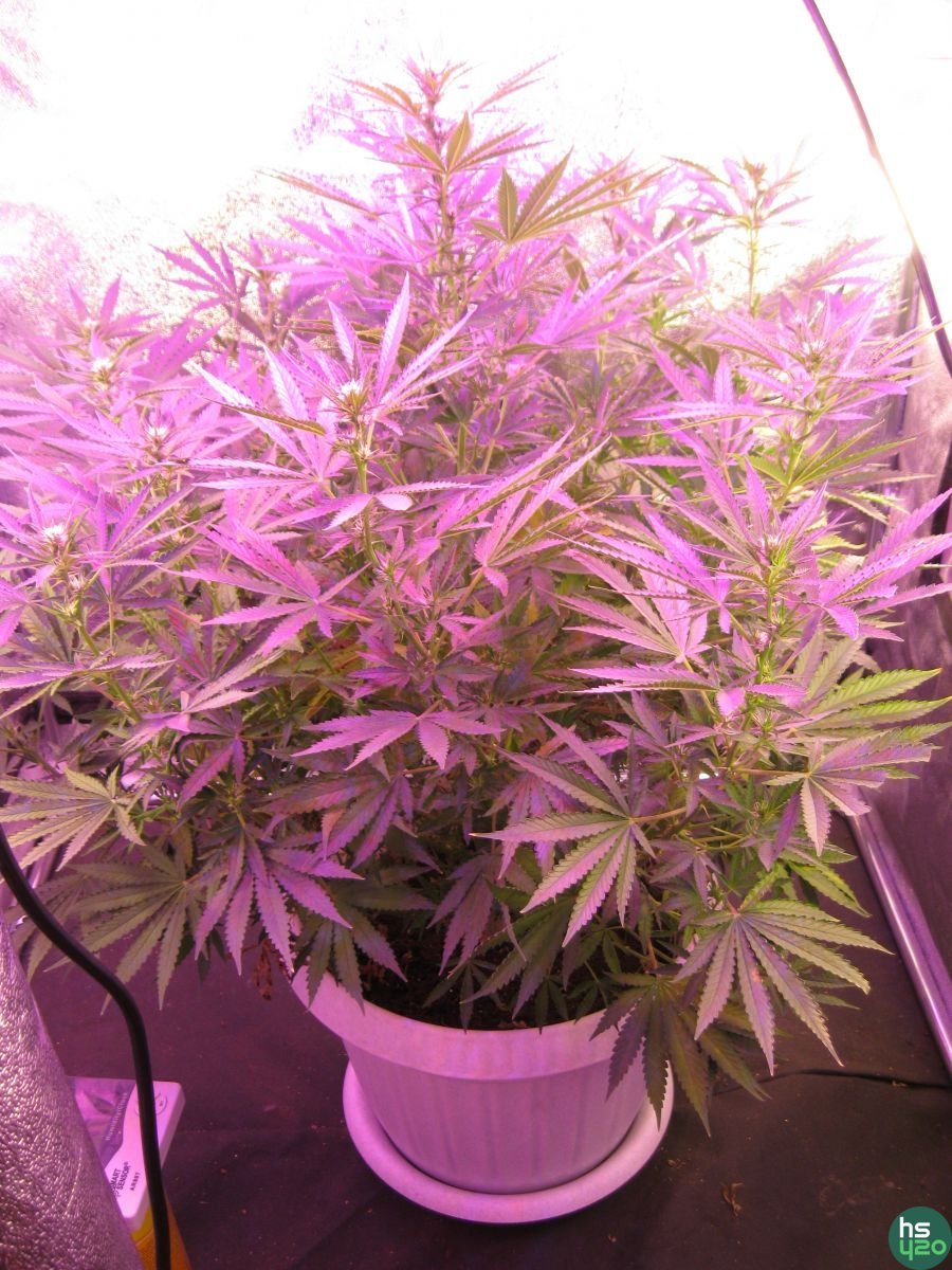 AK47