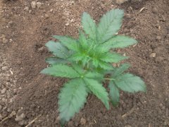 Cookies girl scaut 20 Day