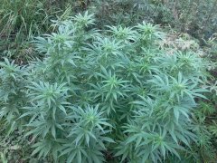 Super critical(GHS)