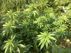 Super Critical