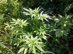 Super critical. GHS fem