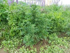 Girl scaut cookis 52 Day