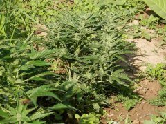 West coast O.G. 52day