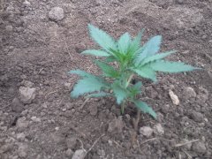 West coast O.G.20 Day