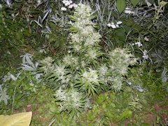 Girl Scout Cookies 83 дня
