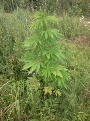 Jack herrer GHS fem