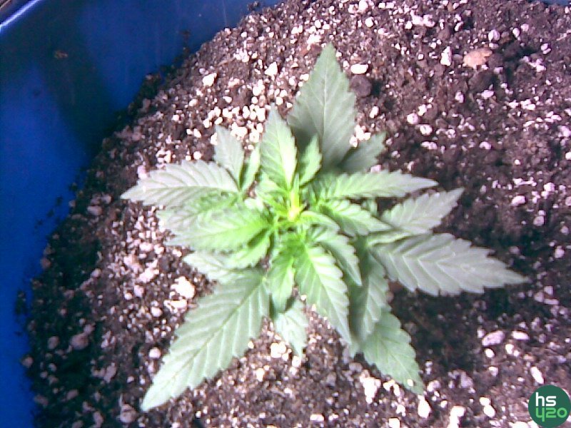 grow
