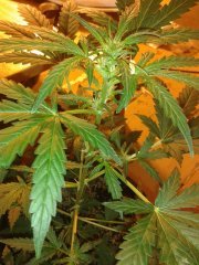 Blueberry Auto from Negoro Garden