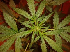 White Widow Auto from Negoro Garden