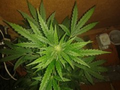 White Widow Auto от Negoro Garden