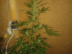 White Widow Auto от Negoro Garden