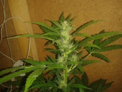 Blueberry Auto от Negoro Garden